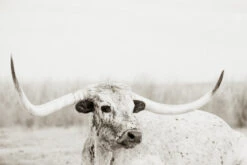 Big Sky Alex Callaghan Print