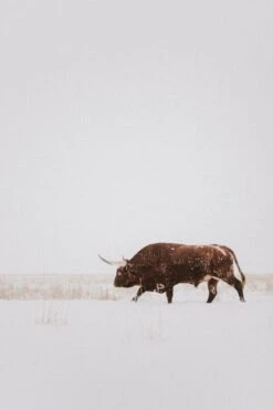 White Out Alex Callaghan Print